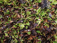 Gaultheria humifusa