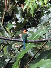 Baryphthengus martii