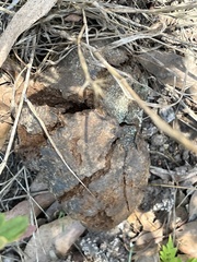 Pisolithus tinctorius