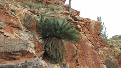 Macrozamia macdonnellii