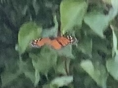Danaus plexippus