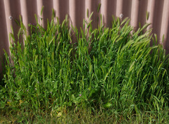 Hordeum murinum glaucum
