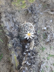 Mammillaria hutchisoniana