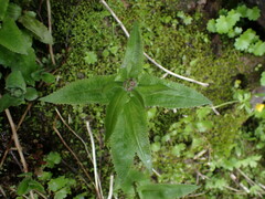Senecio triangularis