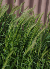 Hordeum murinum glaucum