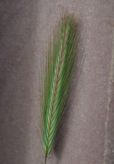 Hordeum murinum glaucum