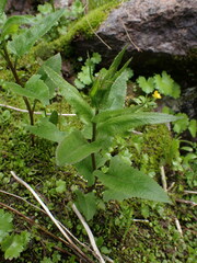 Senecio triangularis
