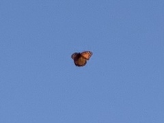 Danaus plexippus