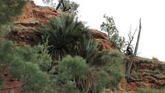 Macrozamia macdonnellii
