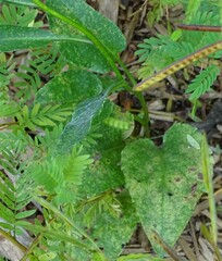 Symphyotrichum oolentangiense