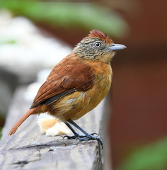 Thamnophilus doliatus