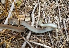 Coluber constrictor mormon