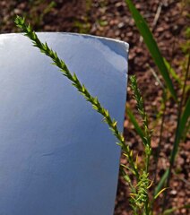 Salsola collina