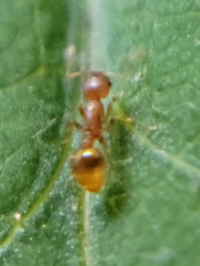 Temnothorax schaumii