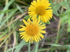 Pulicaria dysenterica