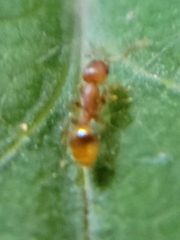 Temnothorax schaumii