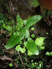 Rumiceae