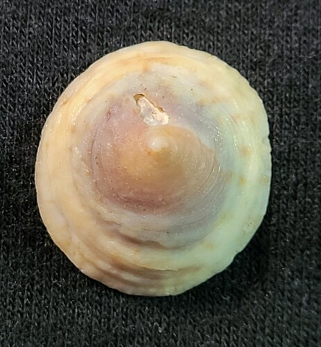 Calyptraea conica