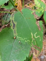 Temnothorax schaumii