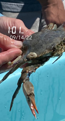 Chelonibia testudinaria