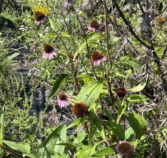 Echinacea