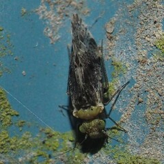 Trichadenotecnum innuptum