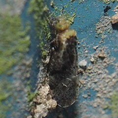 Trichadenotecnum innuptum