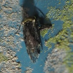 Trichadenotecnum innuptum