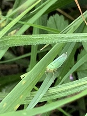 Cicadella