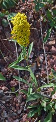 Solidago missouriensis