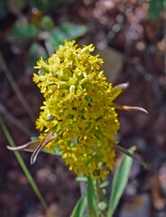 Solidago missouriensis
