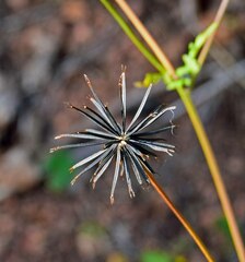 Bidens bipinnata