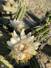 Stenocereus gummosus