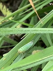 Cicadella