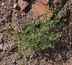 Mirabilis oxybaphoides