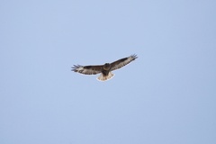 Buteo refectus