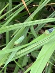 Cicadella