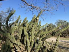 Stenocereus gummosus