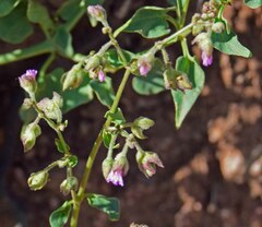 Mirabilis oxybaphoides