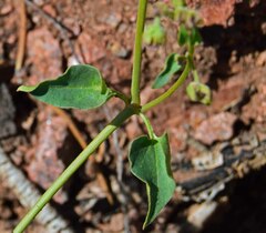 Mirabilis oxybaphoides