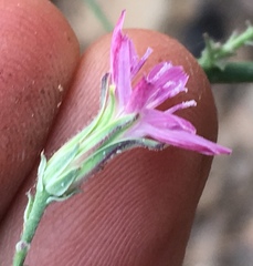 Stephanomeria lactucina