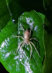 Pandercetes
