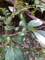 Polyscias sambucifolia