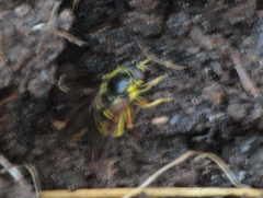 Sericomyia chrysotoxoides image