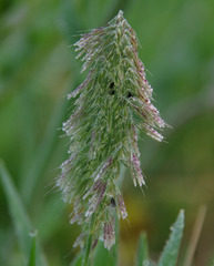 Lamarckia aurea