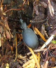 Scaphinotus angusticollis