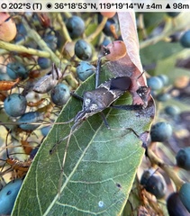 Leptoglossus zonatus