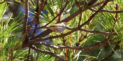 Phylloscopus bonelli