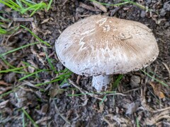 Agaricus xanthodermus