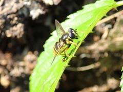 Sericomyia chrysotoxoides image